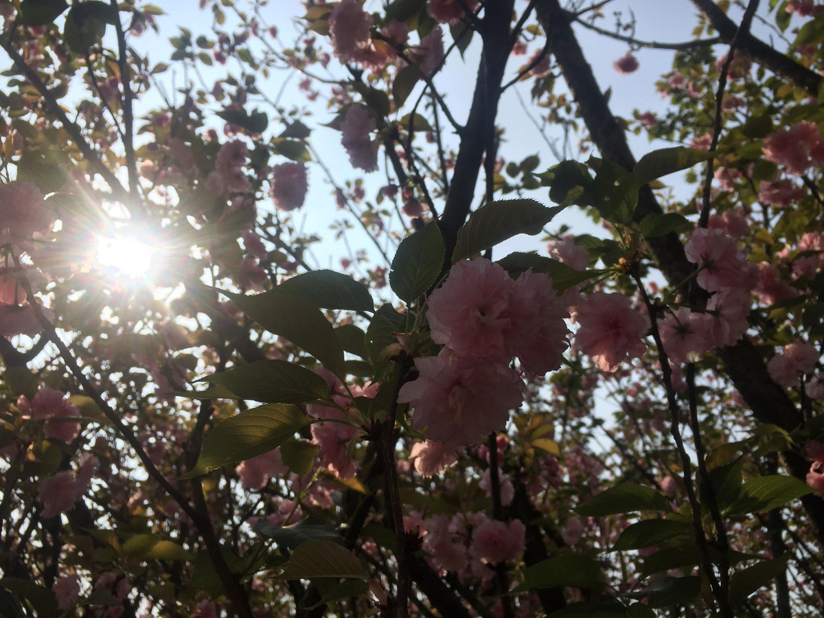 Hoa Anh đào khoe sắc dưới ánh nắng ban mai.