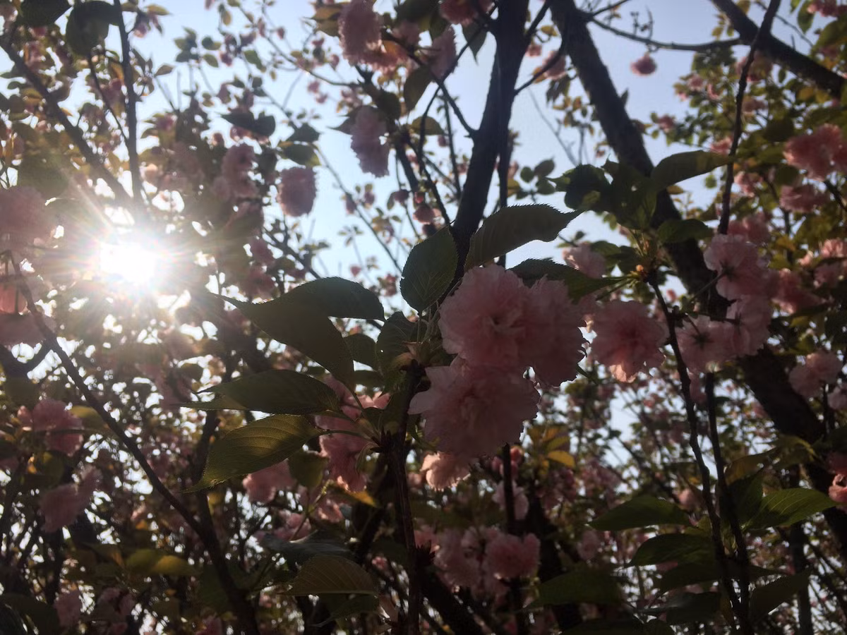 Hoa Anh đào khoe sắc dưới ánh nắng ban mai.