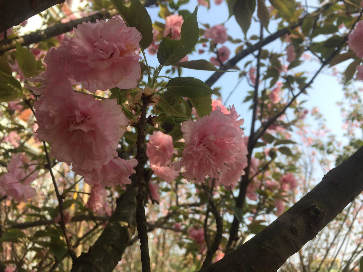 Nhiều du khách luôn thích thú đến ngắm hoa Anh đào.