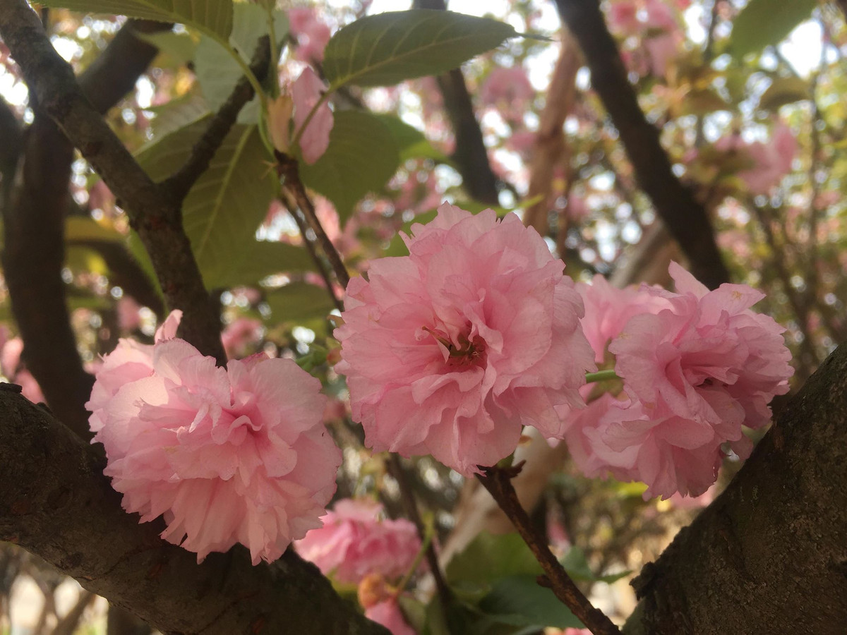 ... hút hồn người thưởng ngoạn.