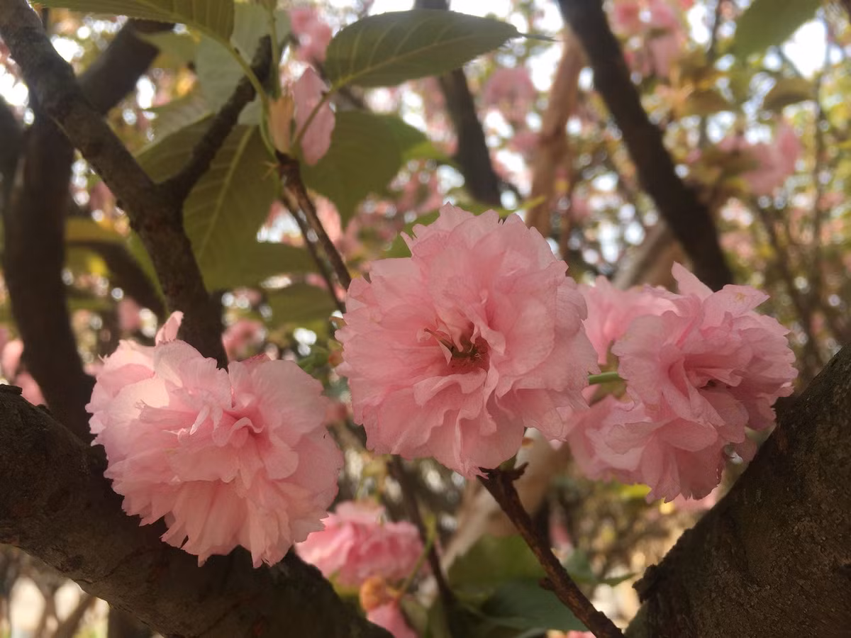 ... hút hồn người thưởng ngoạn.