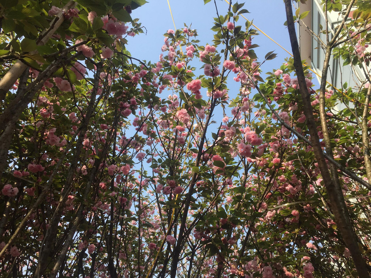 Từ 24 đến ngày 28/3 sẽ diễn ra Lễ hội hoa Anh đào - Mai vàng Yên Tử tại Trung tâm văn hóa Trúc Lâm Yên Tử, thuộc Khu di tích quốc gia đặc biệt Yên Tử, TP.Uông Bí, tỉnh Quảng Ninh.