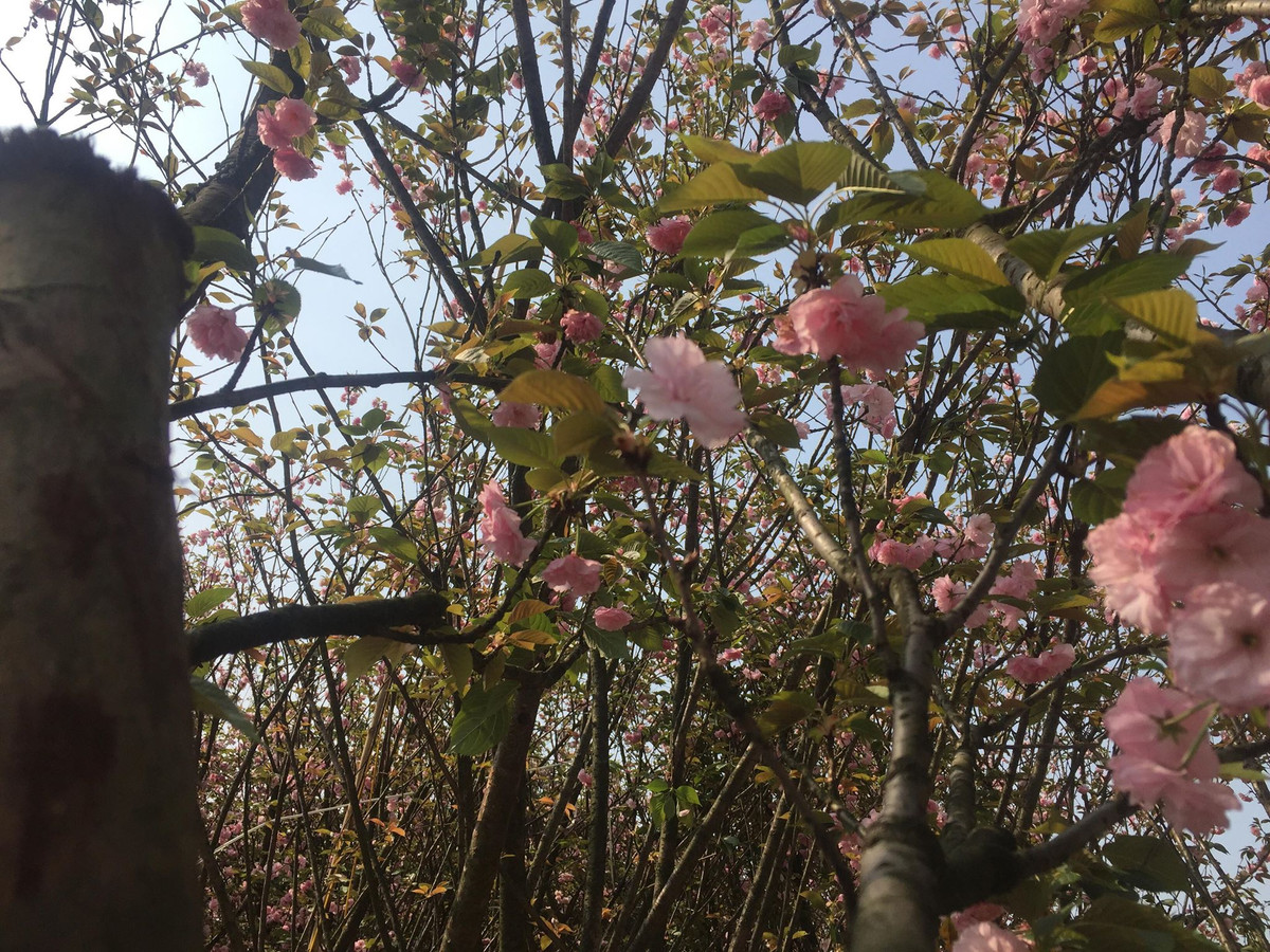 Dù trưa đến lễ hội nhưng những cây hoa Anh đào đã được chuyển về TP Uông Bí khoe sắc tô điểm thêm cho mùa xuân nơi đây.