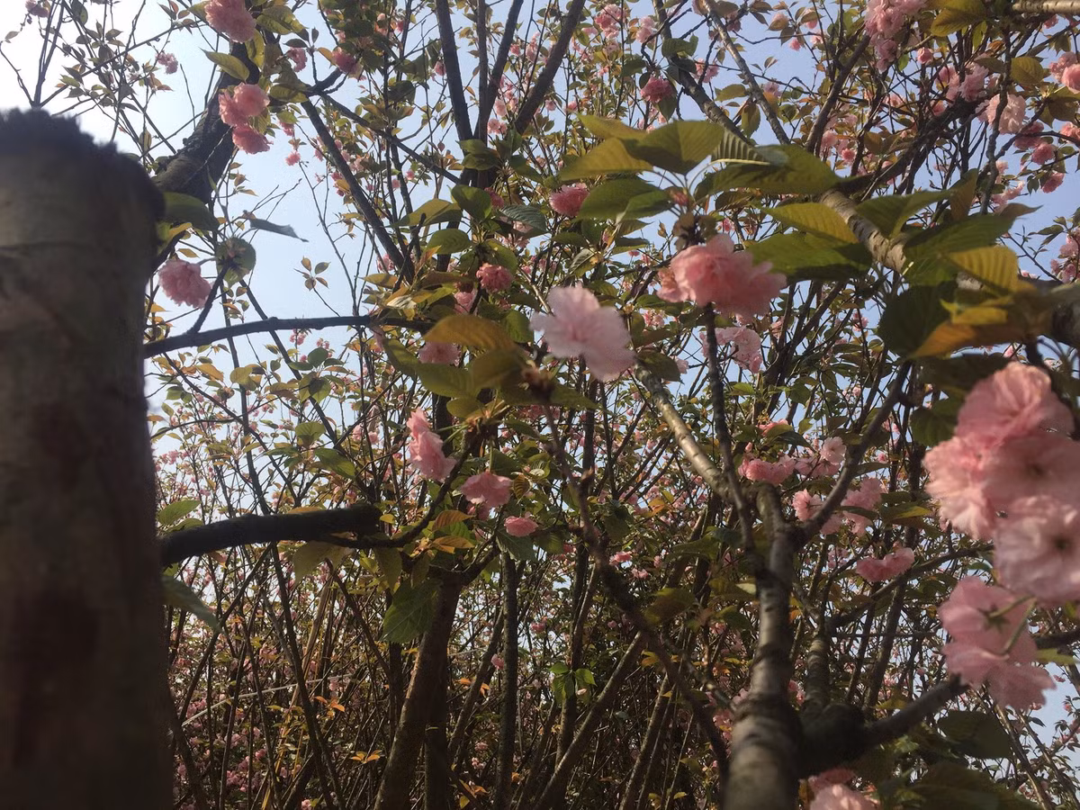 Dù trưa đến lễ hội nhưng những cây hoa Anh đào đã được chuyển về TP Uông Bí khoe sắc tô điểm thêm cho mùa xuân nơi đây.