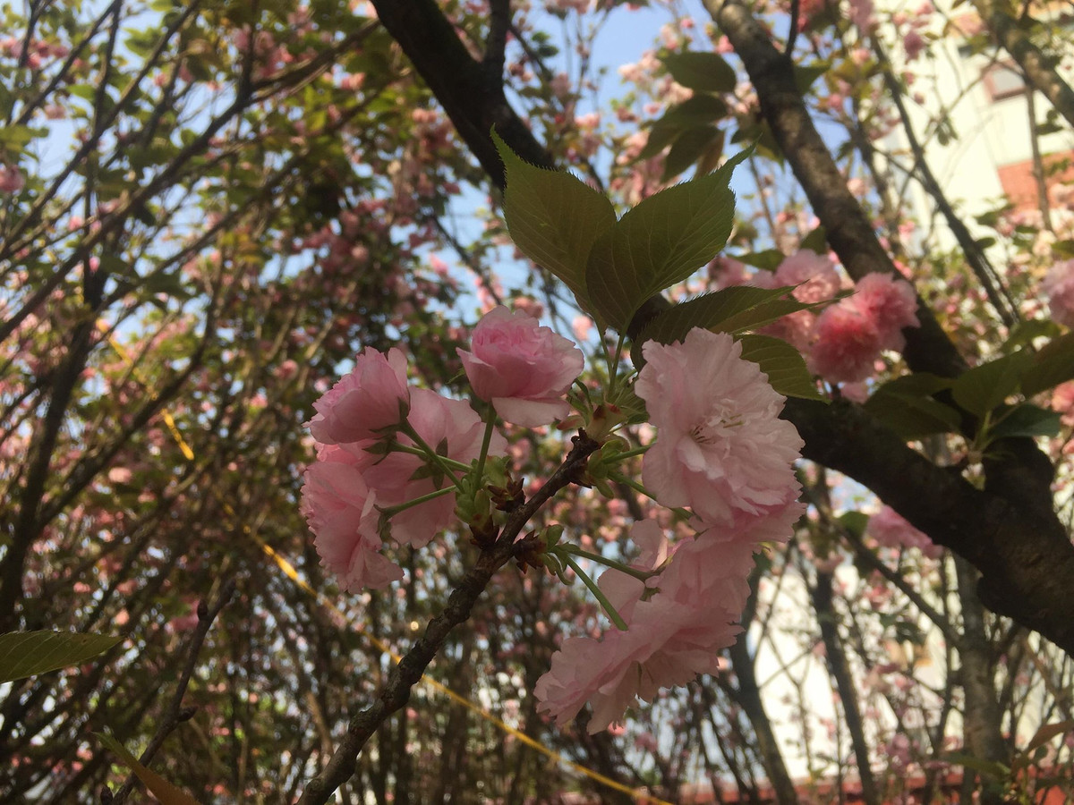 Những cánh hoa Anh đào có vẻ đẹp giản dị nhưng kiêu sa.