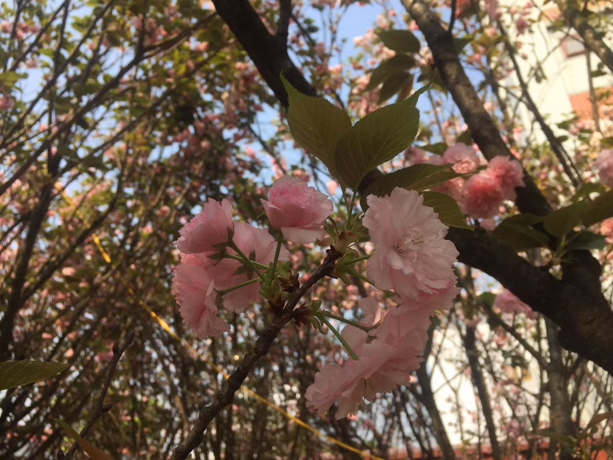 Những cánh hoa Anh đào có vẻ đẹp giản dị nhưng kiêu sa.