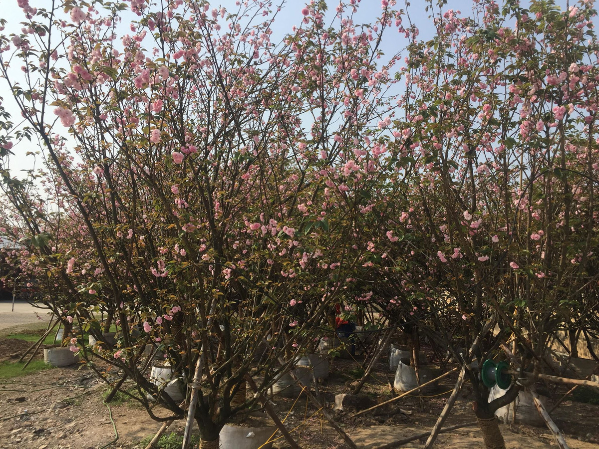 Tại Lễ hội hoa Anh đào - Mai vàng Yên Tử năm nay, sẽ trưng bày khoảng 5.000 cành hoa Anh đào, 50 cây hoa Anh đào Nhật Bản và 120 cây Mai vàng Yên Tử.