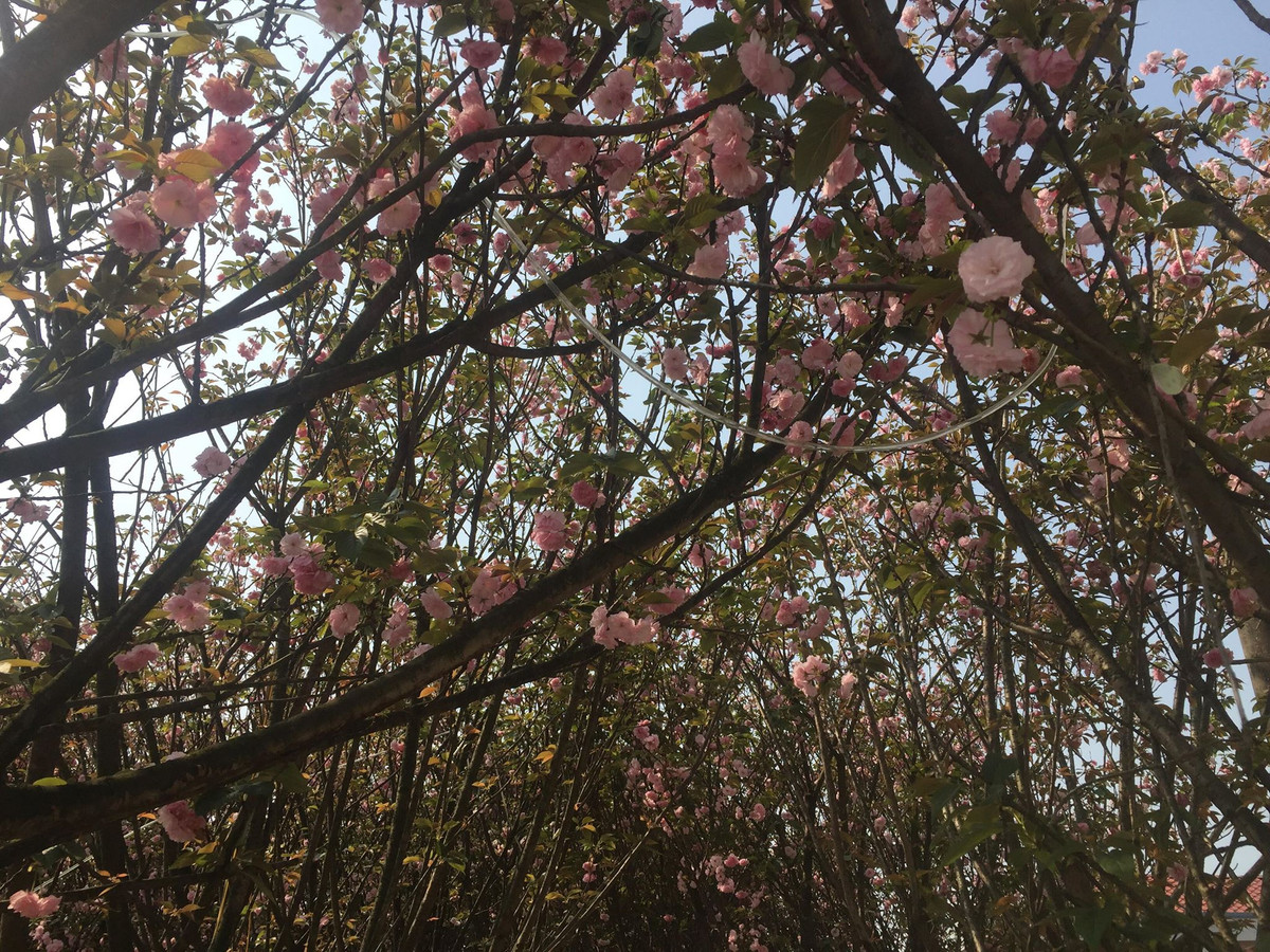 Hoa anh đào tượng trưng cho vẻ đẹp thanh cao. Loài hoa này đã trở thành đại sứ văn hóa của Nhật Bản, đưa bản sắc độc đáo của quốc gia này tới nhiều nước trên thế giới trong đó có Việt Nam.