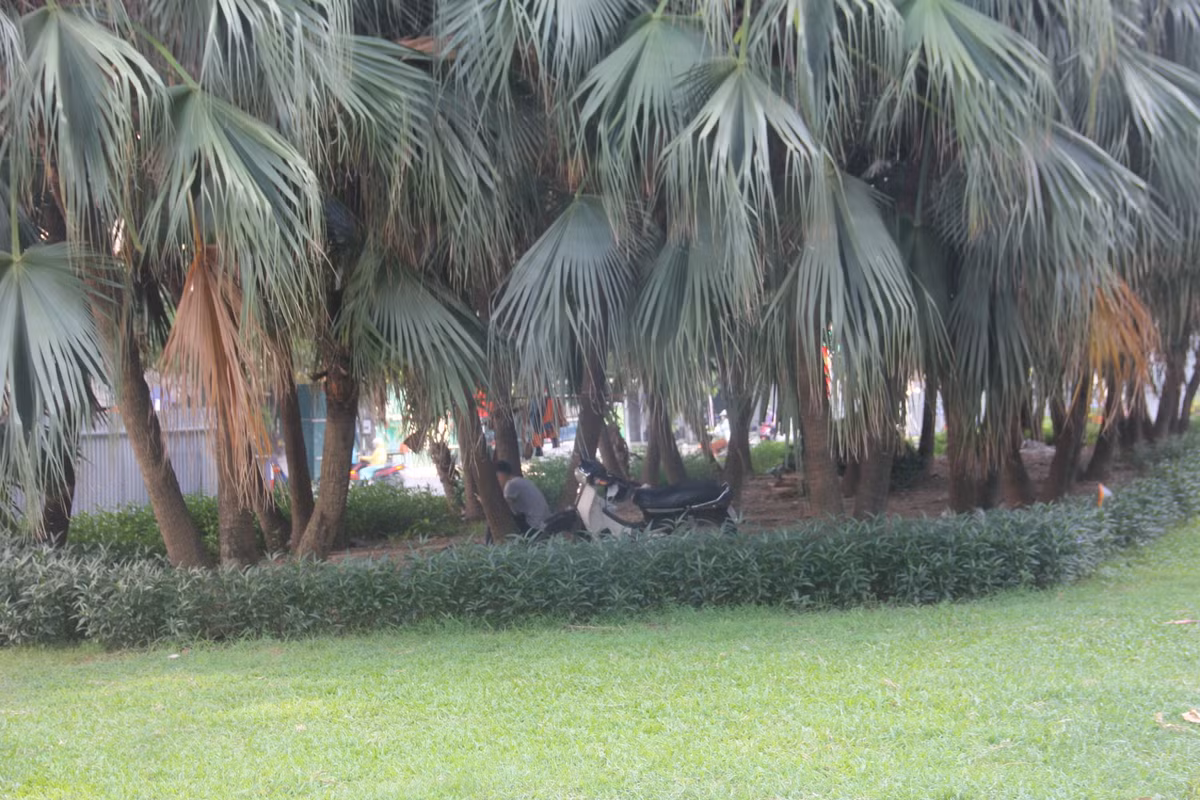 Sau khi được cắt xén, những cây cọ tại dải phân cách sẽ được chuyển đi nơi khác. Dưới bóng những cây cọ này từng là nơi nghỉ chân của nhiều người.