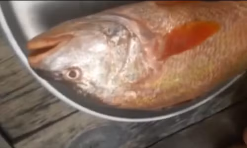 Bat duoc ca la nghi ca su vang ty dong o Dong Nai