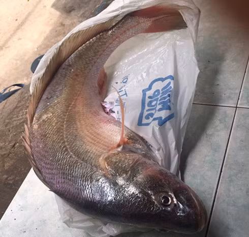 Bat duoc ca la nghi ca su vang ty dong o Dong Nai-Hinh-2