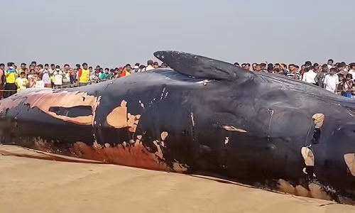 Xac ca voi khong lo dat vao bo, nguy co phat no