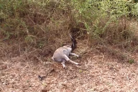 Kich tinh canh dan lon xe xac tran dam nuot lon con-Hinh-3