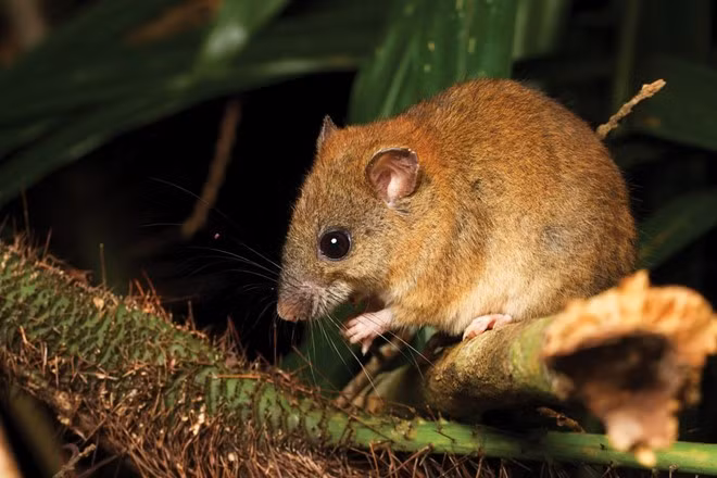 Chuột Bramble Cay: Loài chuột nhỏ sinh sống tách biệt tại cù lao Ramble tại cực bắc Autralia, từ 2007 đã không còn bất kỳ ghi nhận nào về chúng. Phóng viên của tờ Australian Geographic Lauren Smith tin rằng vẫn còn một ít cá thể chuột Ramble Cay tại Papua New Guinea và đồng bằng sông Fly. Trước khi thông tin này được chứng thực, chuột Ramble Cay được đánh giá “tuyệt chủng” trong danh sách của IUCN. Chúng là loài động vật đầu tiên bị đẩy đến tuyệt chủng do biến đổi khí hậu gây ra bởi con người. Ảnh: Geographical Magazine.