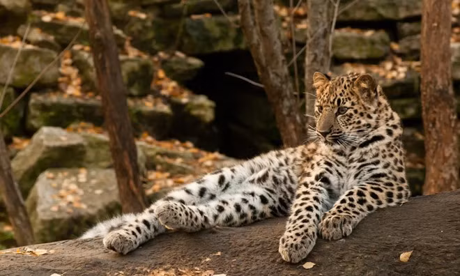 Chúng có bộ lông dày để chống chọi với mùa đông. Thức ăn của chúng là dê núi, heo rừng và cả những xác của các con tuần lộc đã chết. Mỗi lần sinh sản, chúng sinh không quá 3 con non nhưng chỉ một con sống sót. Hiện nay loài báo này đang có nguy cơ tuyệt chủng là 90% vì nạn đói và mất môi trường sống. Báo Mãn Châu là loài báo có tiếng gầm to nhất trong các loài báo. Ảnh: worldwildlife.org.