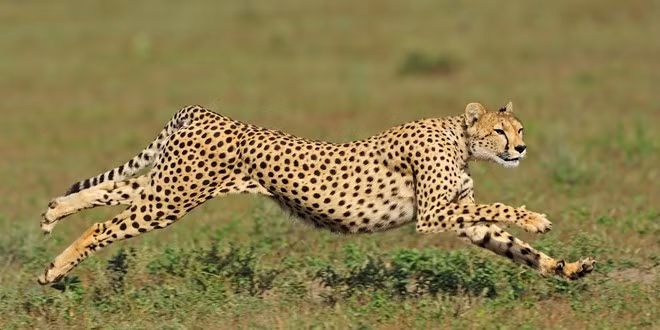 Báo săn: Loài động vật chạy nhanh nhất trên mặt đất hiện thuộc diện nguy cấp và đang giảm dần về số lượng. Chỉ còn có 700 con và sống chủ yếu ở Cộng hòa Trung Phi, Chad hay Ethiopia. Ảnh: Huffington Post.