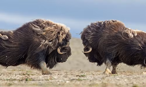 Dai chien gianh quyen giao phoi cua nhung con bo xa duc 