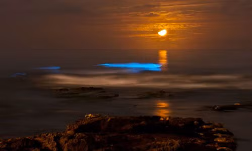 Vùng biển San Diego, California ở Mỹ không tự phát ra ánh sáng hàng năm. Tuy nhiên, mỗi lần biển tự phát ánh sáng đều là những vệt sáng khổng lồ vô cùng đẹp mắt.