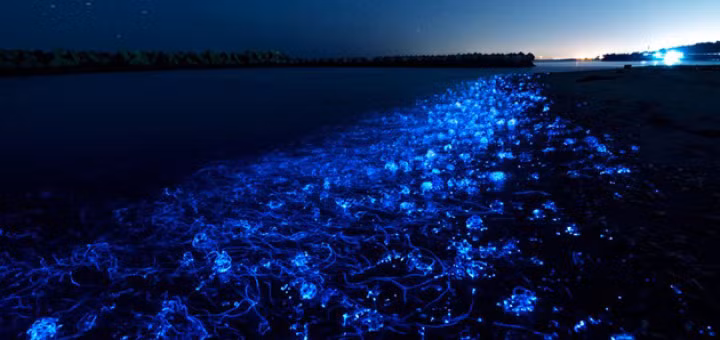 Đó là cuộc trình diễn ánh sáng vô cùng đẹp mắt khi hàng triệu loài mực đom đóm tìm đến với nhau để thụ tinh. Đây là loài mực phát quang sinh học, có chiều dài khoảng 7 cm.