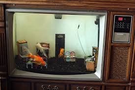 Cuối cùng bạn chỉ cần đổ nước và thả cá để hoàn thành ý tưởng này.