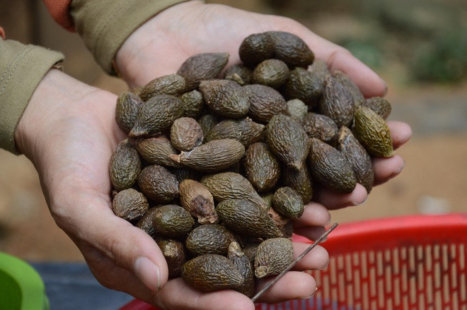 Trước đây, ươi rụng đầy gốc, nhưng ngày nay diện tích rừng thu hẹp nên ngày càng hiếm. Ảnh: Dân trí.