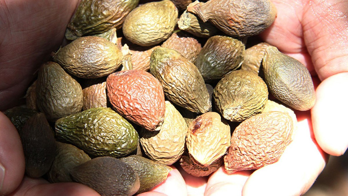 Trên thị trường, hạt ươi bay giá từ 300.000-500.000 đồng/kg. Trong khi đó, hạt ươi do người dân tự hái trên cây rồi về sấy giá 180.000-300.000 đồng/kg. Ảnh: Dienmayxanh