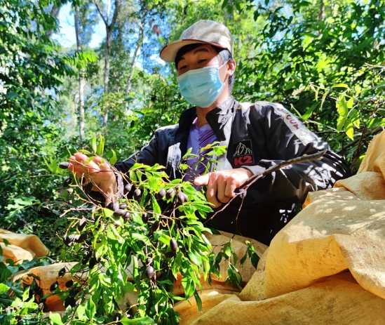 Trung bình, mỗi người sẽ hái được khoảng 20-30kg, có người nhiều thì tới 50kg. Ảnh: VTCNews