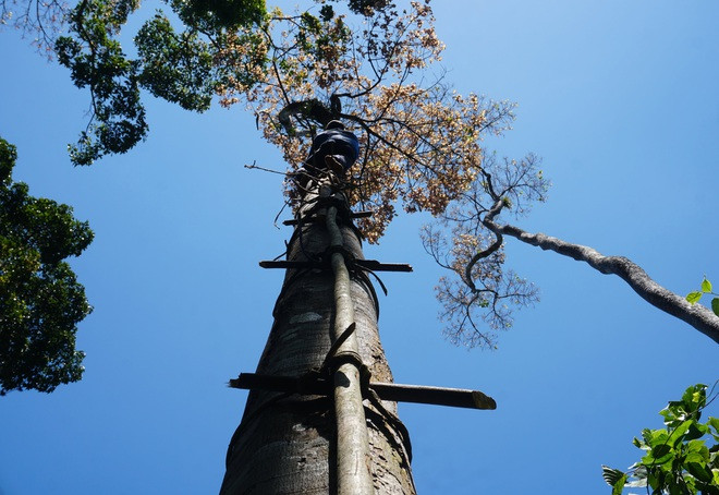 Người dân tự chế chiếc thang thô sơ để trèo lên cây ươi cao chót vót. Ảnh: Dân trí