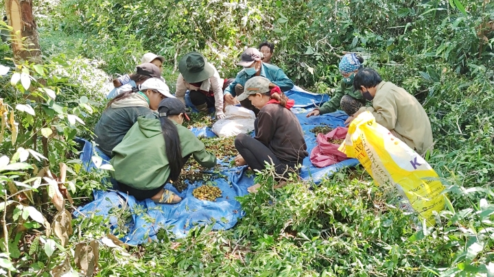 Vào mùa, người dân huyện Kbang (tỉnh Gia Lai) đổ xô vào rừng để hái quả xoay, loại quả 3 năm mới có một lần đem bán cho thương lái. Ảnh: VTCNews