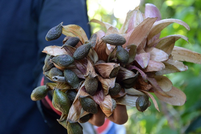 Quả ươi rụng xuống đất được gọi là "ươi bay", đây là loại ươi ngon nhất, chất lượng nhất. Ảnh: Dân trí