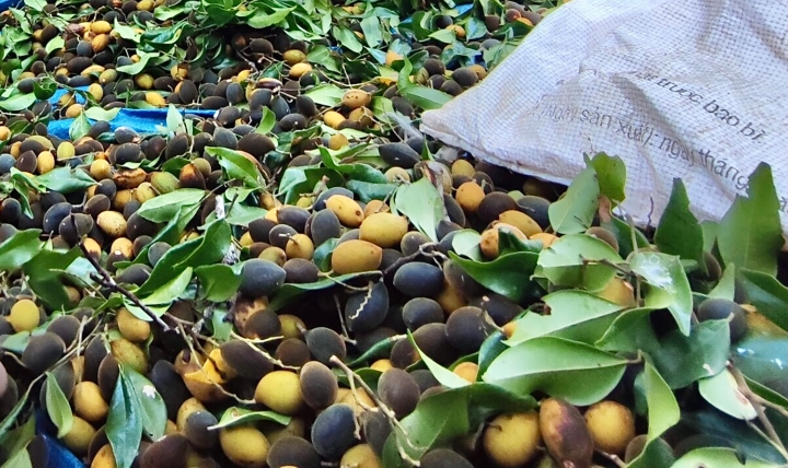 Với giá dao động từ 15.000 - 20.000 đồng/kg, lợi nhuận không nhỏ mà quả xoay mang lại thu hút người đổ xô vào rừng thu hái loại quả lộc trời ban. Ảnh: VTCNews
