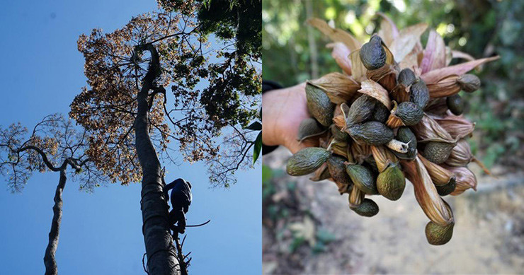 Hạt ươi đắt đỏ một phần là do loại quả đặc biệt này 4 năm mới cho quả 1 lần. Đặc biệt, cây phải trên 20 năm mới cho nhiều quả. Ảnh: Dân Việt