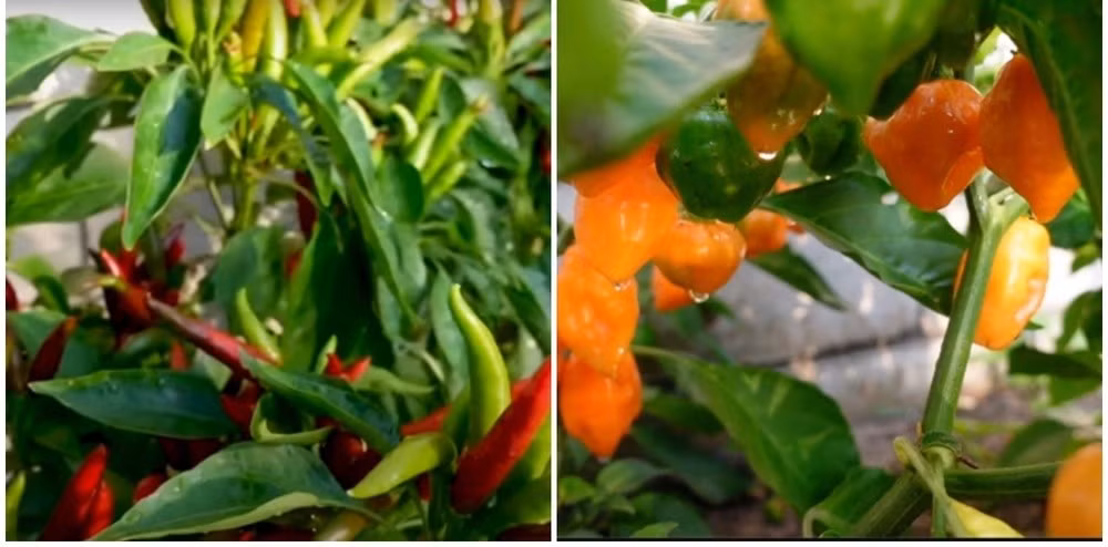 Khu vườn thêm giá trị khi có loại ớt thuộc top 3 cay nhất thế giới.