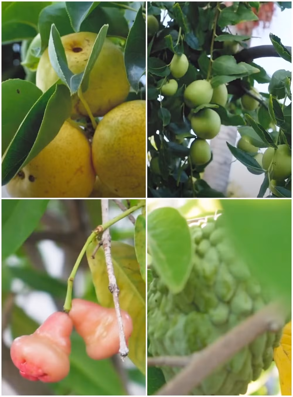 Các loại hoa trái trong khu vườn đều sum suê như táo, lê, bơ, quýt, vải, nhãn, táo tàu, mận, ổi, mãng cầu...