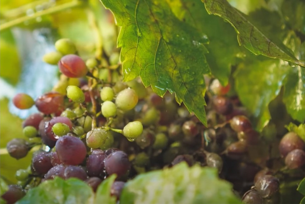 Nam nghệ sĩ cố gắng chăm sóc theo thổ nhưỡng, thời tiết, dành nhiều tâm huyết để khu vườn trĩu quả.