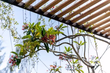 Kết hợp với lam chống nắng là hệ thống cây leo.