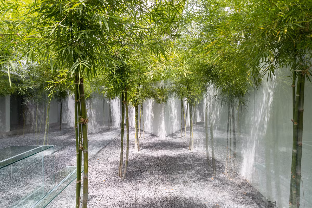 Một điểm đặc biệt của căn nhà là vườn cây với 3 hàng tre xanh hút mắt bao quanh.