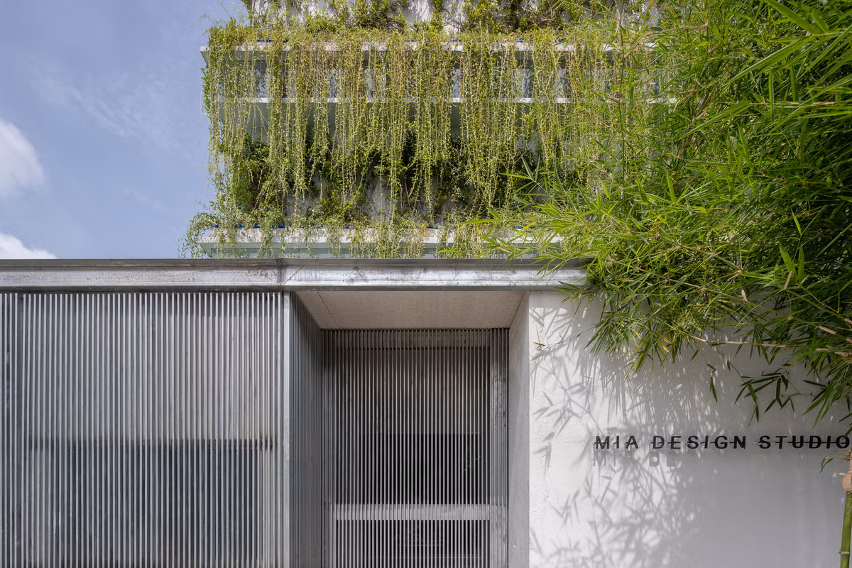 Cây dây leo trồng trên sân thượng rủ xuống bên dưới, tạo thành tấm mành xanh mát, giúp điều hòa nhiệt độ và không khí.