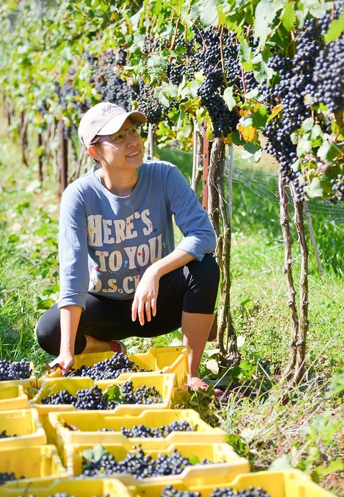 Các giống nho được chọn trồng đều to, đủ tiêu chuẩn để sản xuất rượu vang.