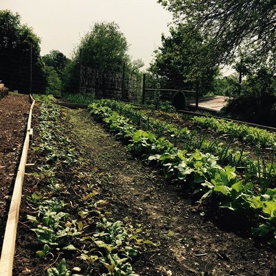 Diện tích trang trại rộng nên người đẹp tận dụng đất trống để trồng rau củ, hoa màu.