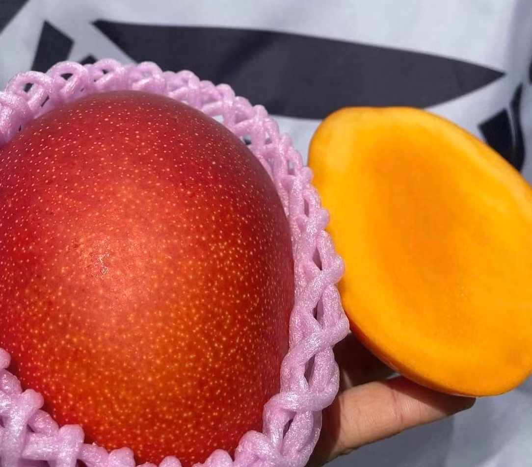 Mùa xoài cao điểm của xoài đỏ Nhật từ tháng 5 đến tháng 6 hàng năm. Ảnh: Mia Fruits