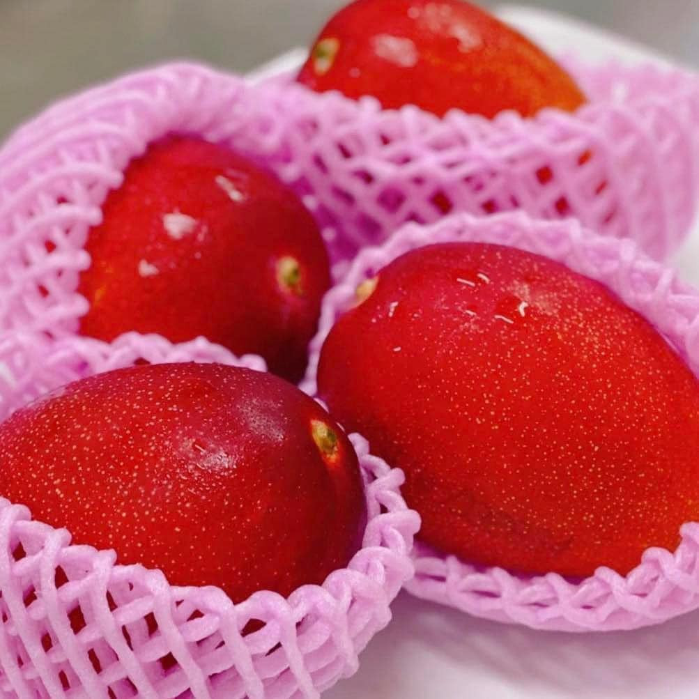 Giống xoài đỏ này còn được mệnh danh là "trứng mặt trời", có giá đắt đỏ bậc nhất thế giới. Ảnh: Hoa Quả Sạch Kiều Vy