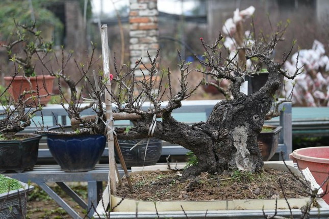 Điều đặc biệt ở loại đào tiến vua này là cây cao hơn mặt đất chỉ chừng khoảng hơn 1m, nhưng phải trồng đến năm thứ 3 mới đơm hoa. Ảnh: Tiền phong