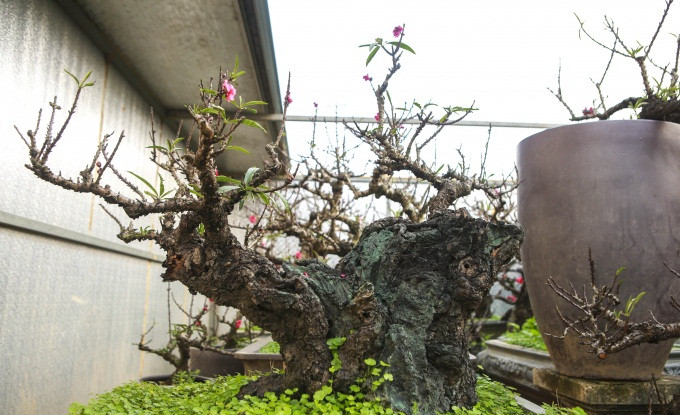 Không chỉ thế, loại đào tiến vua này còn đặc biệt ở chỗ cây ra hoa cả ở gốc, ở cành và thân cây. Ảnh: Công luận