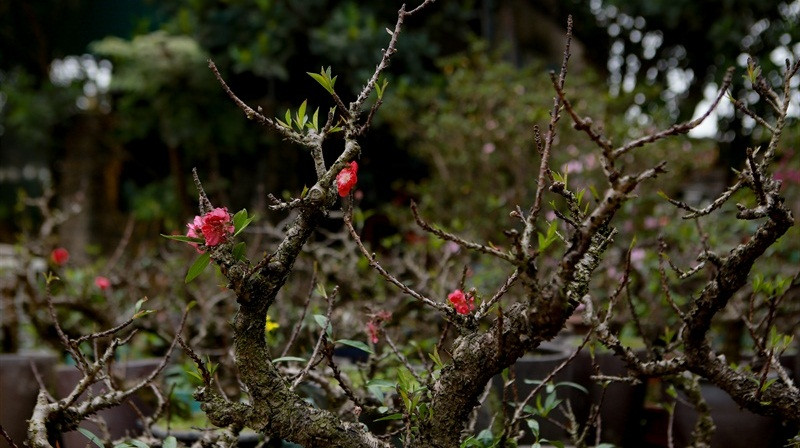 Theo chủ vườn, giá đào năm nay không thay đổi so với các năm trước. Trung bình một gốc đào thất thốn có giá vài triệu, những cây cổ thụ thì vài chục triệu đồng. Ảnh: Báo văn hóa