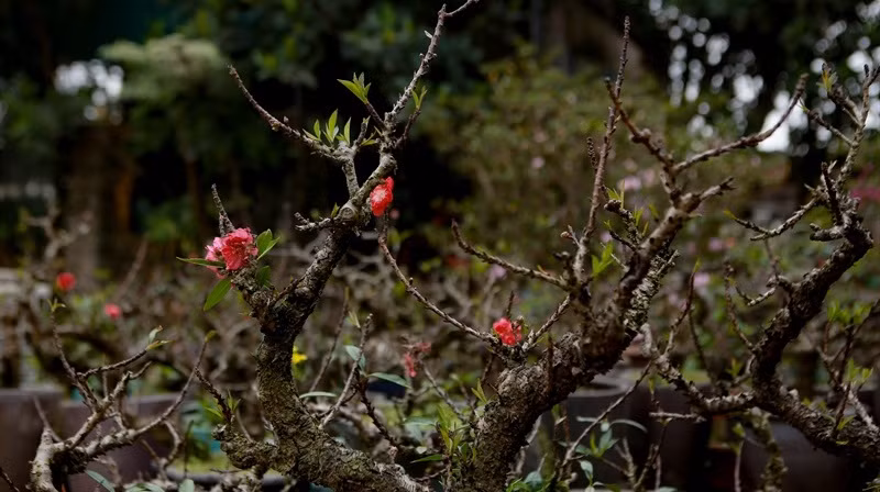 Theo chủ vườn, giá đào năm nay không thay đổi so với các năm trước. Trung bình một gốc đào thất thốn có giá vài triệu, những cây cổ thụ thì vài chục triệu đồng. Ảnh: Báo văn hóa