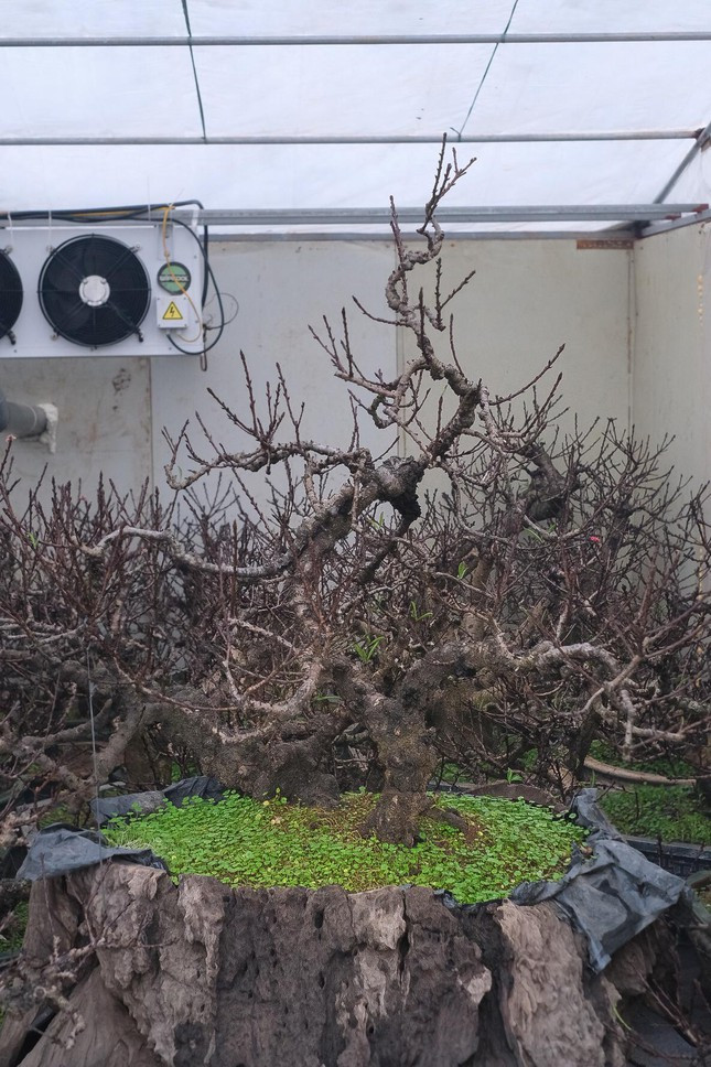 Phần lớn các gốc đào tiến vua được nhà vườn đưa ra thị trường đều có tuổi đời lên tới cả chục năm. Thậm chí, có cây ngót nghét 40 "tuổi". Ảnh: Tiền phong