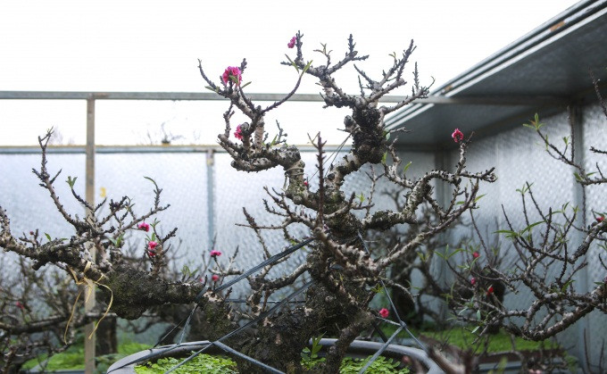 Đào thất thốn được ưa chuộng còn bởi cây mang dáng vẻ cổ kính; từ gốc đến cành đào đều nổi u, mấu xù xì, cùng nhiều thế cây độc đáo. Ảnh: Công luận