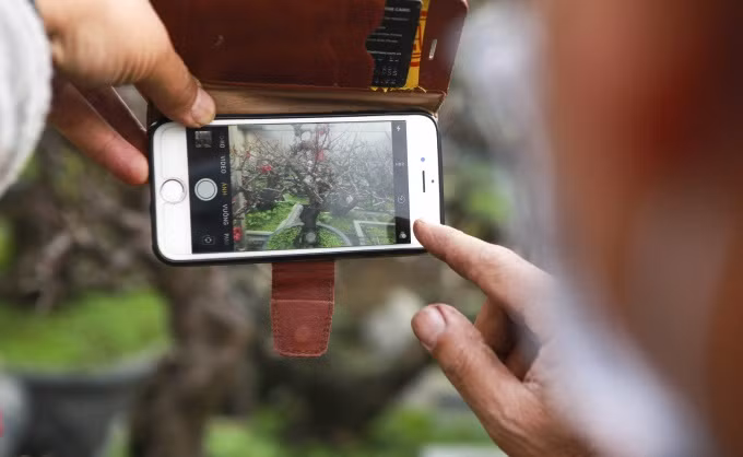 Sau khi chốt đơn, nhà vườn sẽ vận chuyển đến tận nơi cho khách mua. Ảnh: Công luận