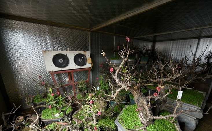 Để đảm bảo đào nở hoa đúng vào dịp Tết Nguyên đán Nhâm Dần 2022, các nhà vườn chuyển đào vào trong phòng điều hoà để đảm bảo cho đào có nhiệt độ phù hợp. Ảnh: Báo văn hóa